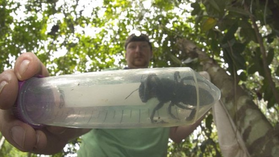 World’s Biggest Bee Found Alive – FBC News