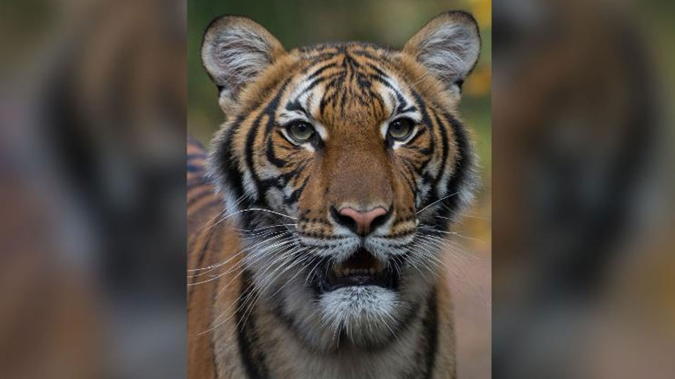 Fifth endangered Bengal tiger born in Cuban zoo