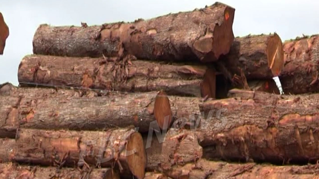 Timber industry faces ripple effects of COVID-19 – FBC News