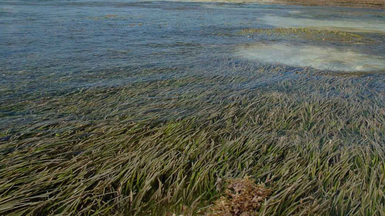 PDF) Seagrasses as fertilizers