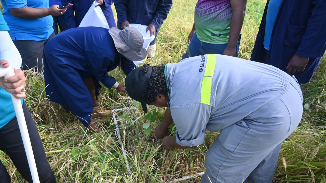 Agriculture Ministry Adopts Gis Tool For Rice Yield Estimates Fbc News 6246