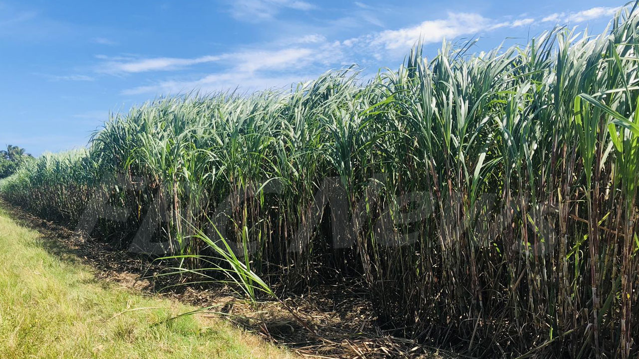 Cane farmer grateful for SRIF’s assistance – FBC News