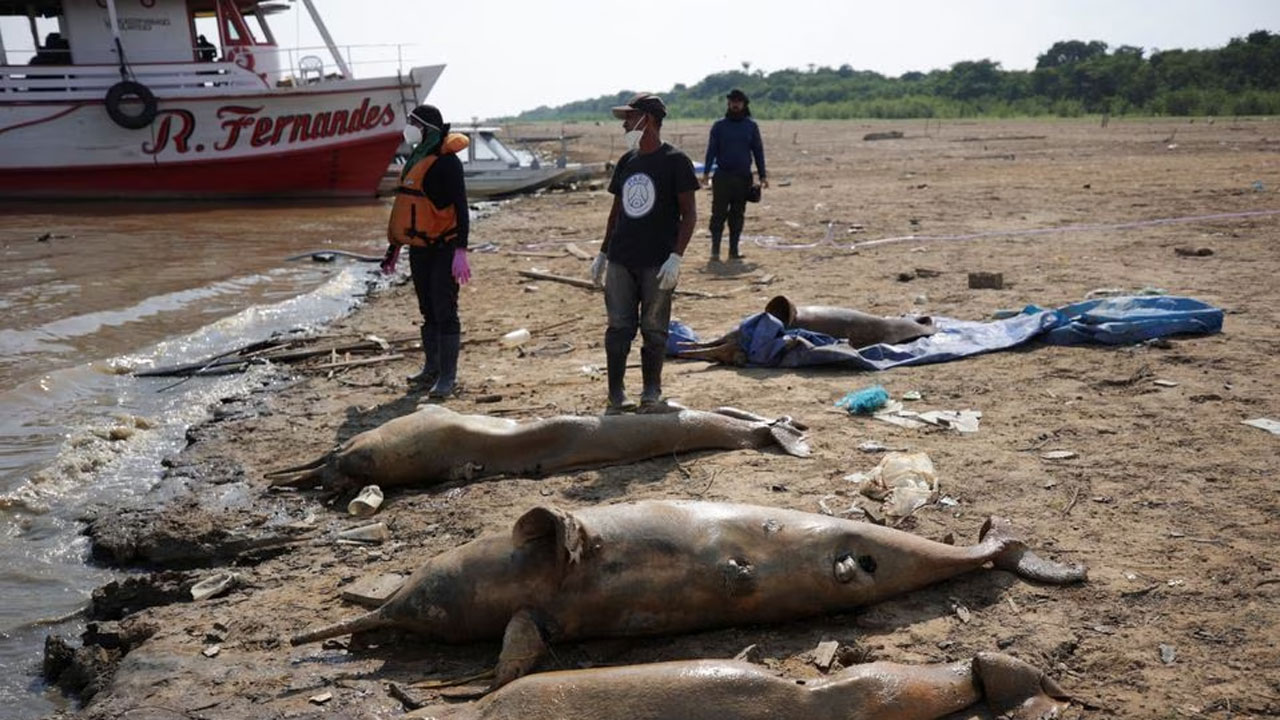 Video Shows Dramatic Dolphin Rescue by Bangladeshi Fishermen > Newsroom