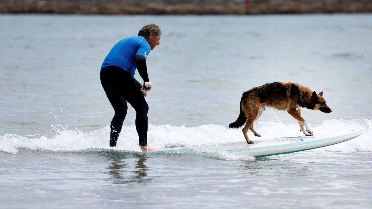 Perros rompen las olas en una competición de surf en el norte de España – FBC News